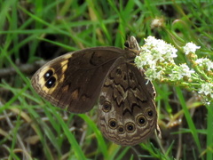 Dira clytus eurina