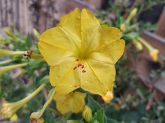 Mirabilis