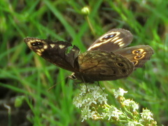 Dira clytus eurina