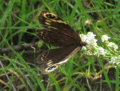 Dira clytus eurina