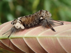 Apatelodidae