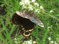 Dira clytus eurina