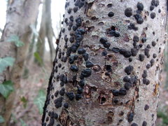 Diatrype disciformis