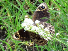 Dira clytus eurina