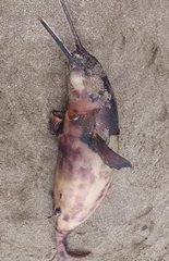 Pontoporia blainvillei