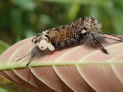 Apatelodidae