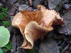Paxillus rubicundulus