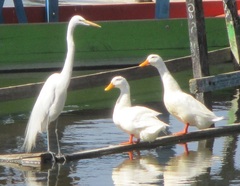 Anas platyrhynchos domesticus