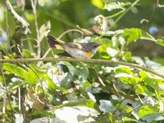 Setophaga ruticilla