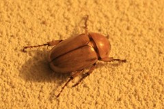 Cyclocephala putrida