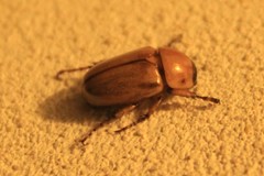 Cyclocephala putrida