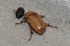 Cyclocephala putrida
