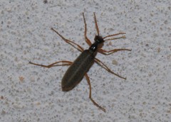 Epicauta fulvicornis