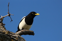 Pica nuttalli