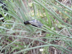 Libelloides ustulatus