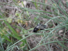 Libelloides ustulatus