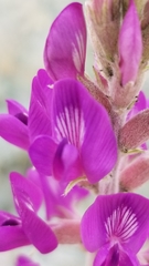 Astragalus lentiginosus coachellae