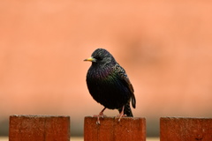 Sturnus vulgaris