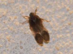 Melanoliarus dimidiatus