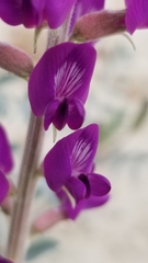 Astragalus lentiginosus coachellae