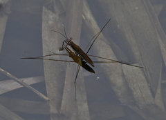 Limnoporus rufoscutellatus