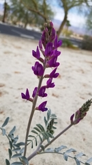 Astragalus lentiginosus coachellae