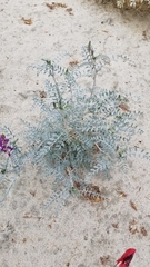 Astragalus lentiginosus coachellae