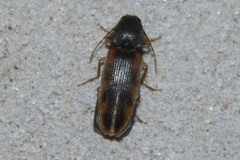 Conoderus scalaris