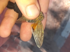 Platypleura capensis