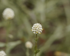 Calocephalus lacteus