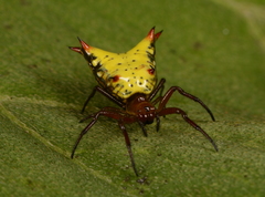 Micrathena crassa