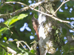 Lepidocolaptes souleyetii