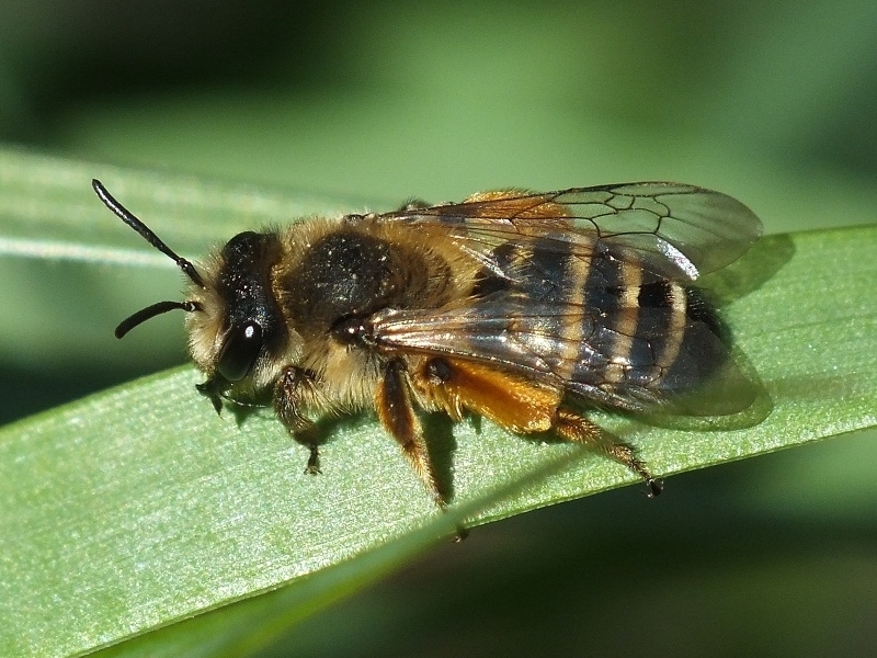 Yellow-legged Mining Bee