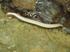 Pachyiulus krivolutskyi