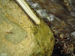 Pachyiulus krivolutskyi