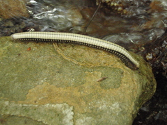 Pachyiulus krivolutskyi