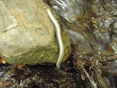 Pachyiulus krivolutskyi