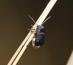 Aporocera scabrosa