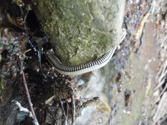 Pachyiulus krivolutskyi