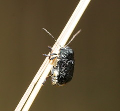 Aporocera scabrosa