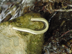 Pachyiulus krivolutskyi