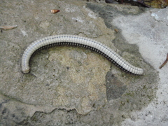 Pachyiulus krivolutskyi