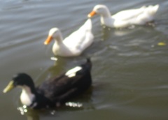 Anas platyrhynchos domesticus