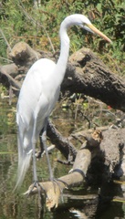 Ardea alba