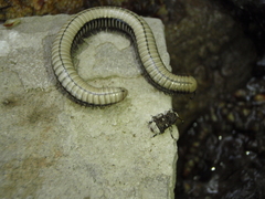 Pachyiulus krivolutskyi