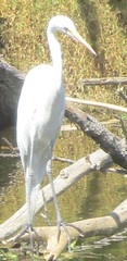 Ardea alba