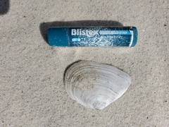 Austromacoma constricta