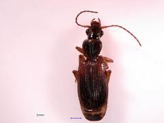 Cymindis neglecta