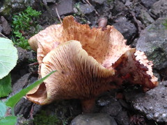 Paxillus rubicundulus