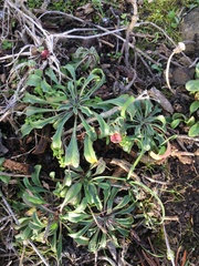 Erysimum concinnum